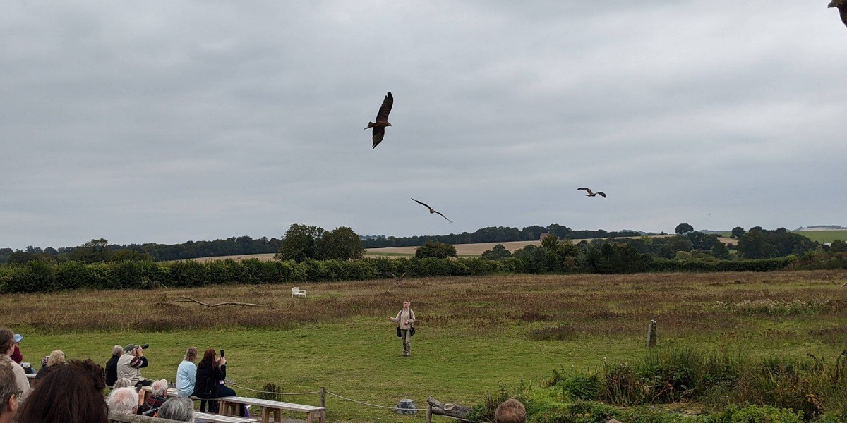 hawk conservancy family day out in hampshire