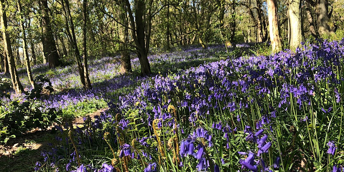 Spring walks in Yorkshire