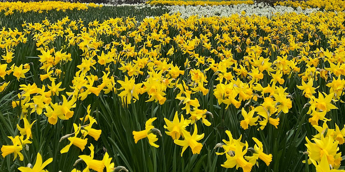 Spring walks in Yorkshire