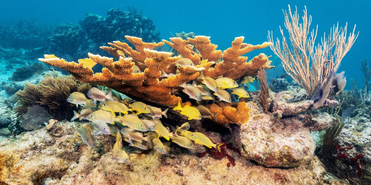 Coral 2 Snorkel in Florida Keys Girl about leeds